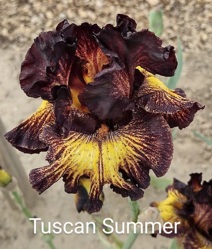 Tuscan Summer (John C. Wister Medal Award)