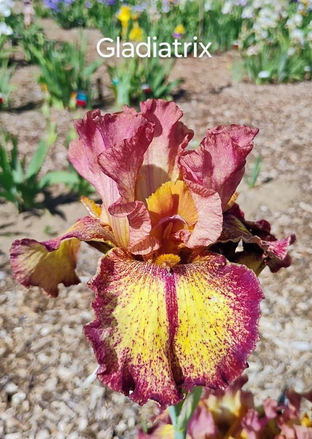 Gladiatrix (Rebloomer)