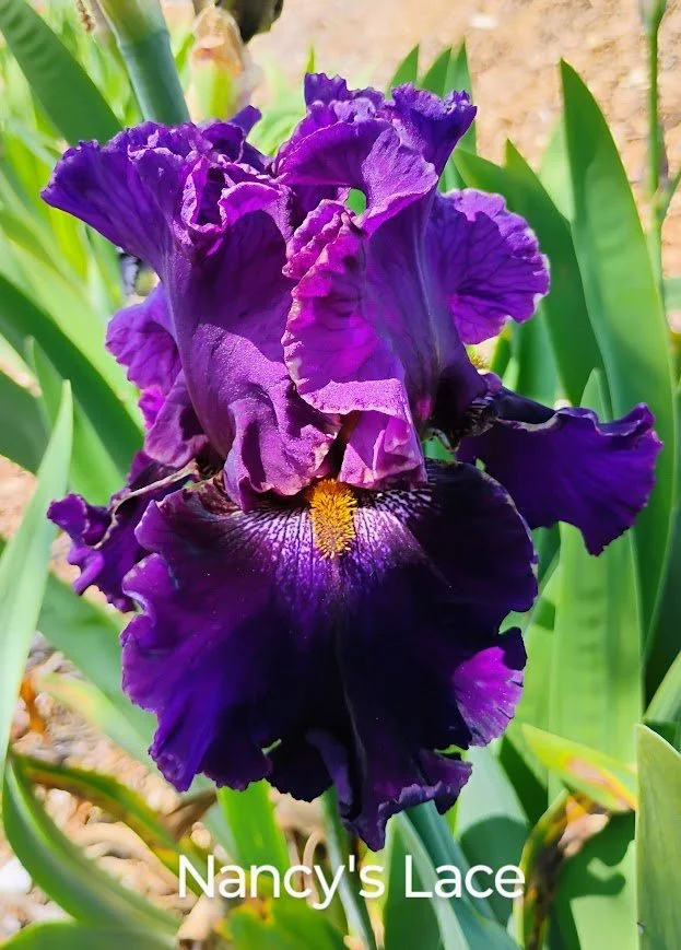 Nancy's Lace (Rebloomer)