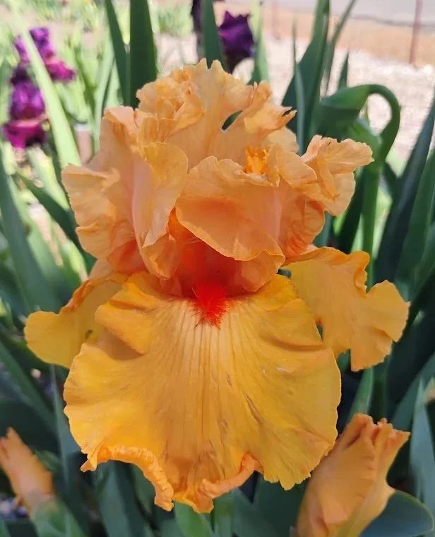 Orange+King+%282%29.jpg