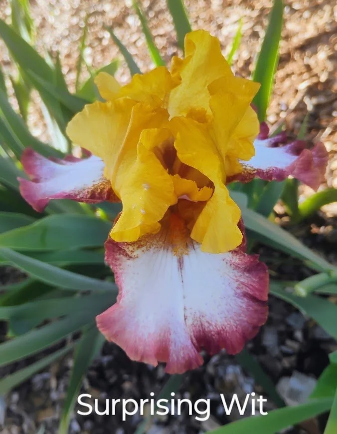 Surprising Wit (Rebloom)