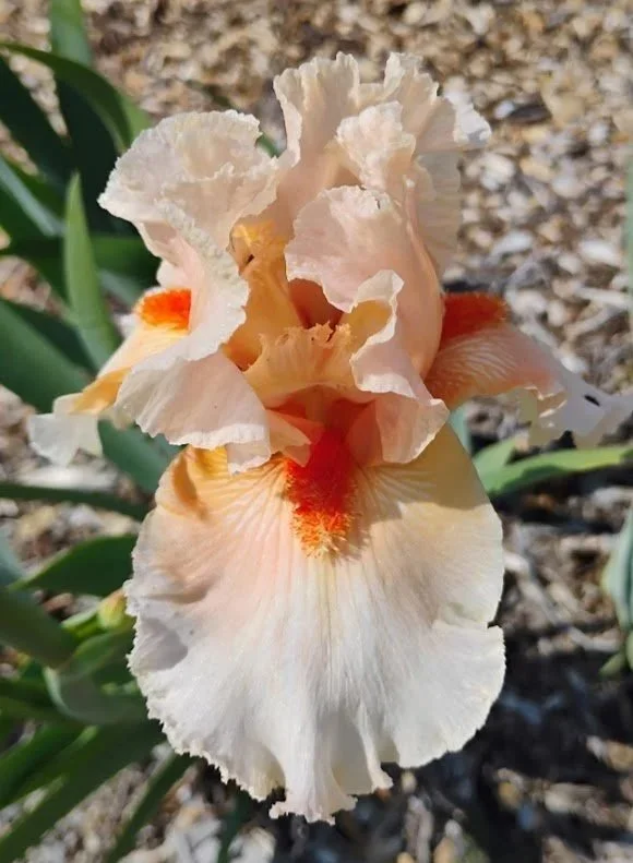 Tropical+Passion.jpg
