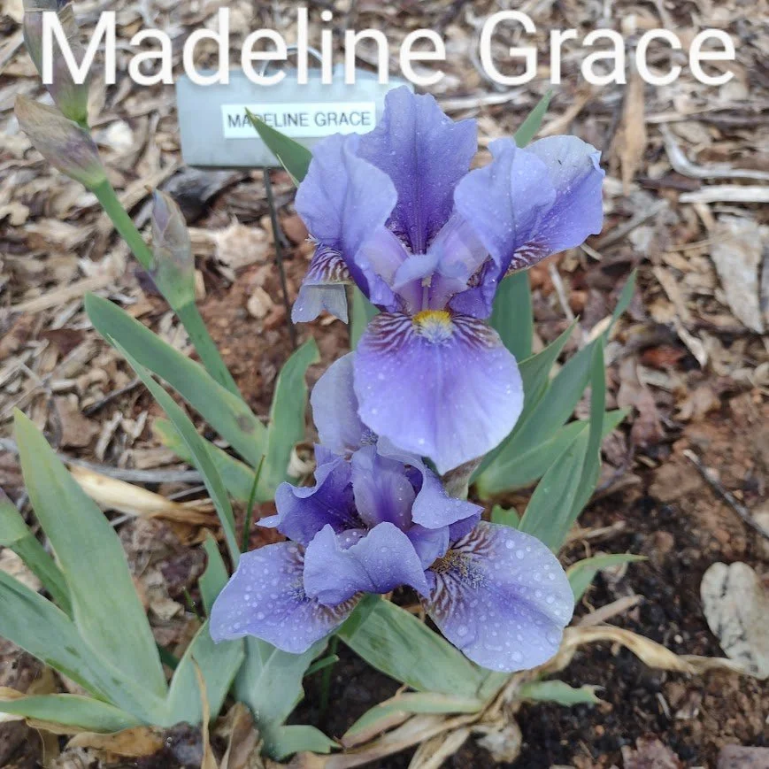 Madeleine Grace (Intermediate Bearded)