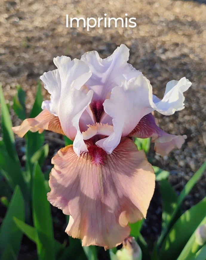 Imprimis (Rebloomer)