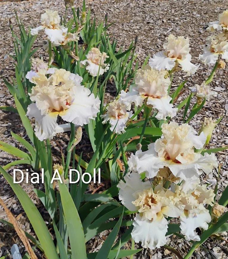 Dial A Doll (2).jpg