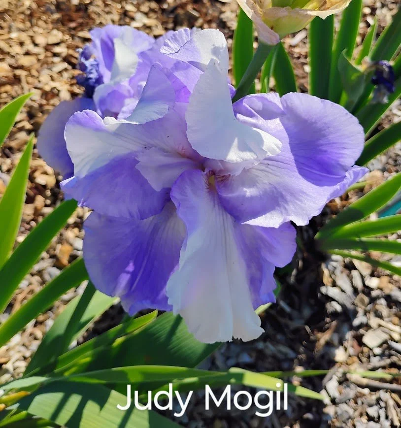 Judy Mogil (Novelty - Flattie)