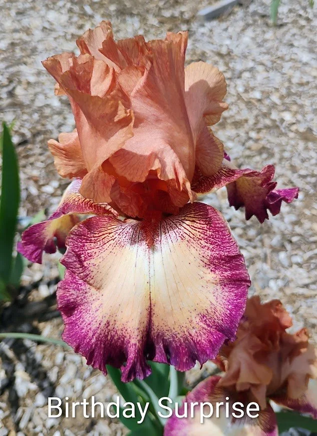 Birthday Surprise (Rebloom)
