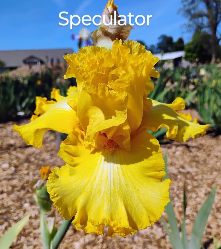 Speculator (Rebloom)