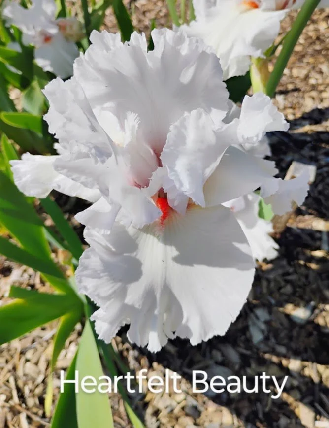 Heartfelt Beauty