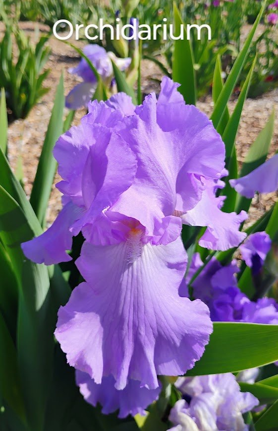 Orchidarium