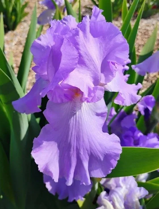 Orchidarium.jpg