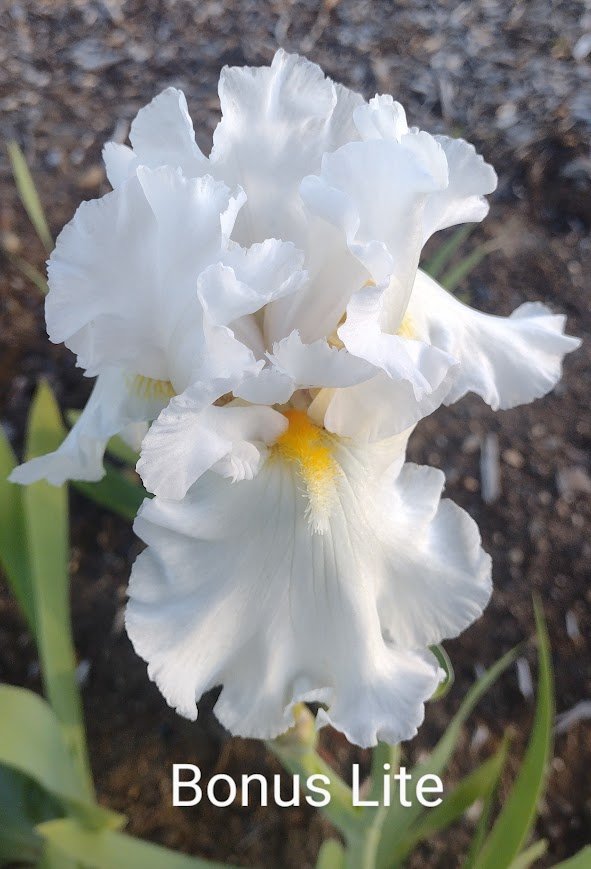 Bonus Lite (Rebloom)