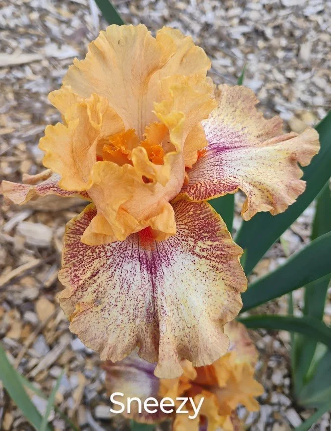Sneezy (Rebloom)
