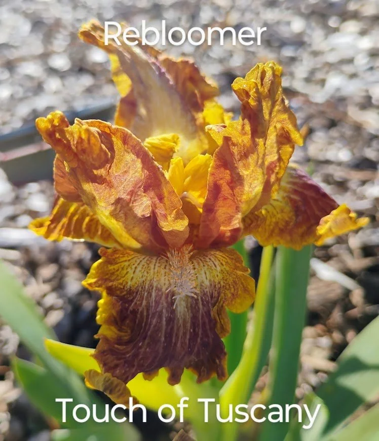 Touch of Tuscany (IB) (Rebloomer) (Luminata Pattern)
