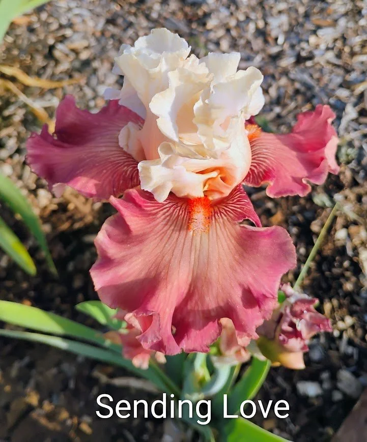 Sending Love