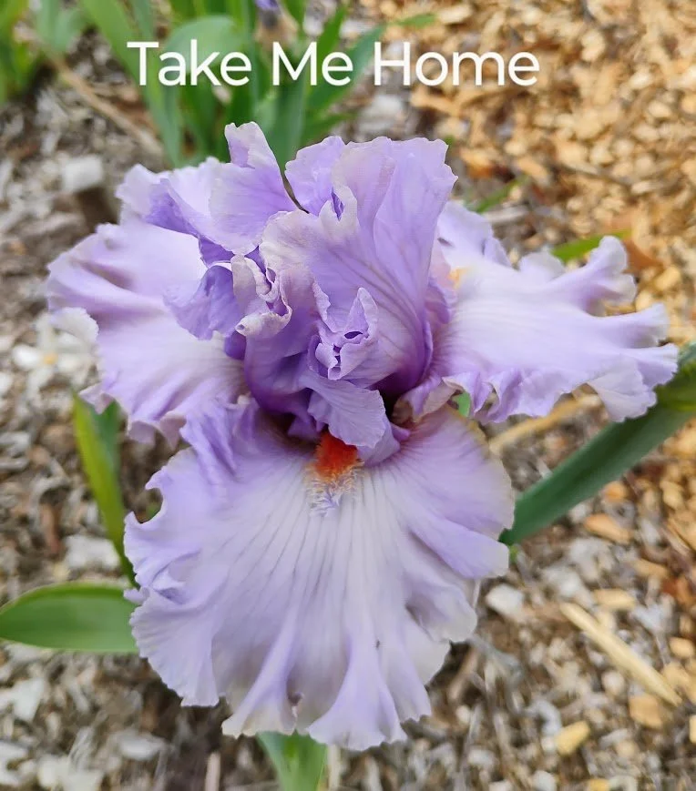 Take Me Home