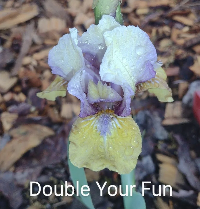Double Your Fun (IB) (Rebloomer)