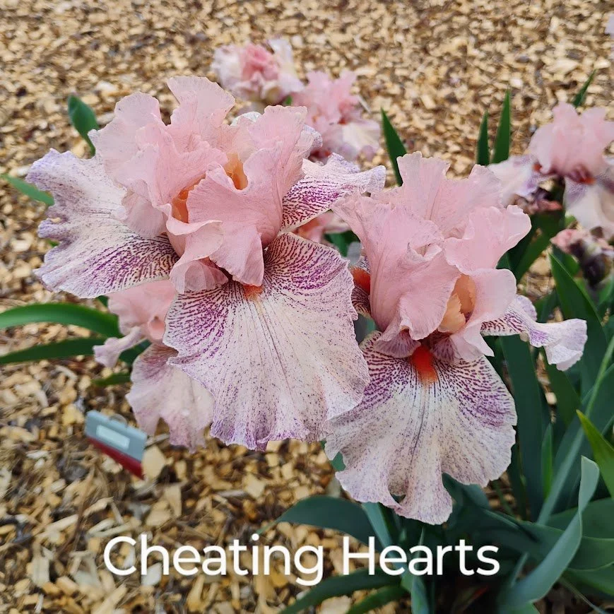 Cheating Hearts (2).jpg