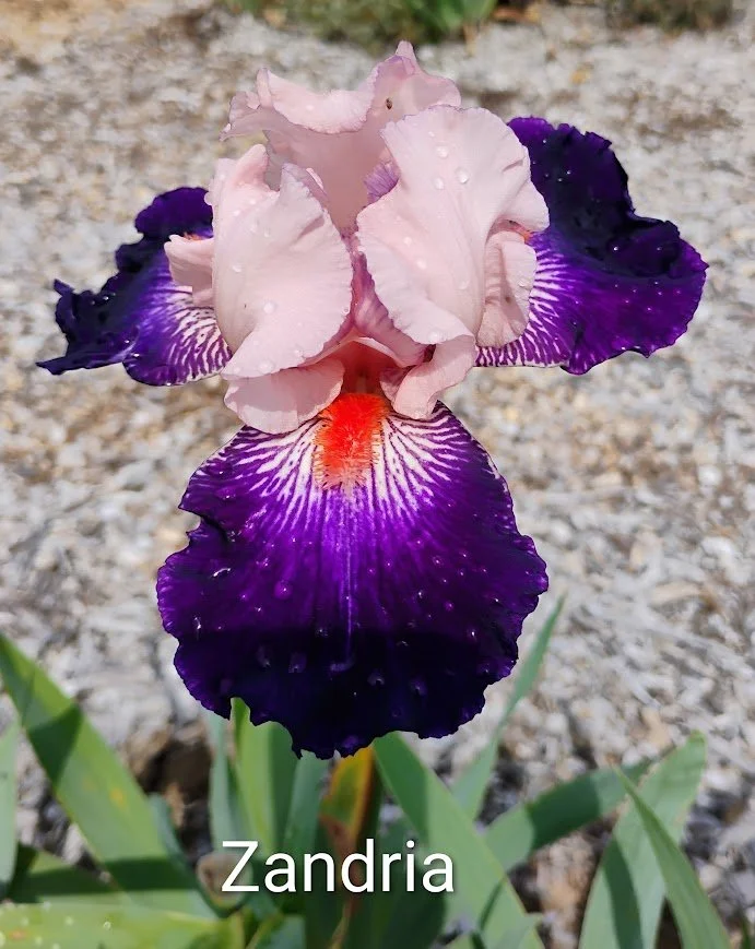 Zandria (Rebloom)
