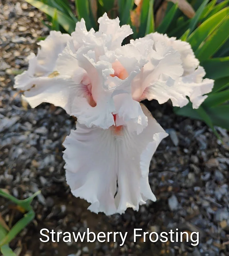 Strawberry Frosting