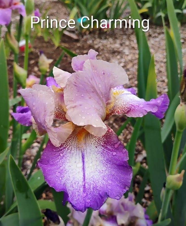 Prince Charming (Rebloom)