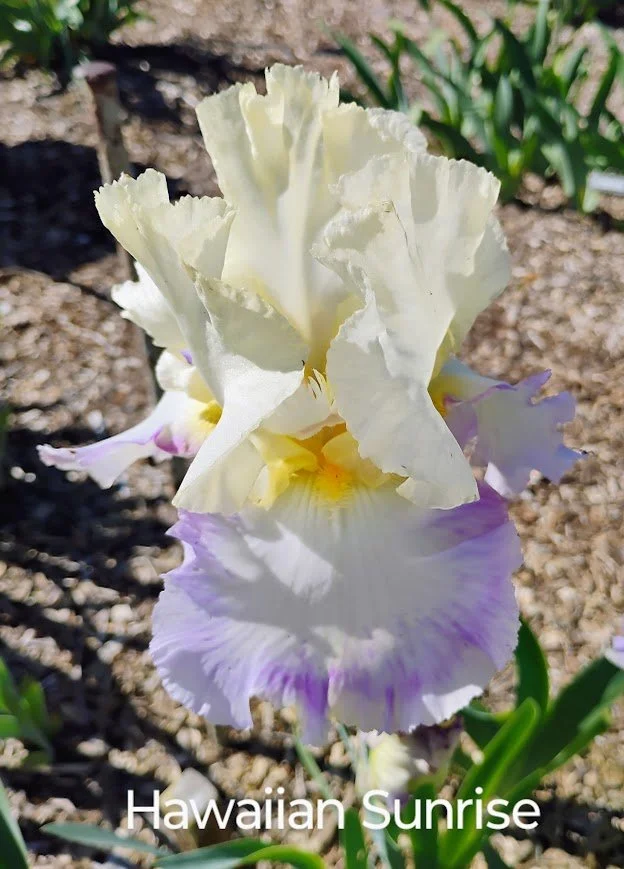 Hawaiian Sunrise (Rebloomer)