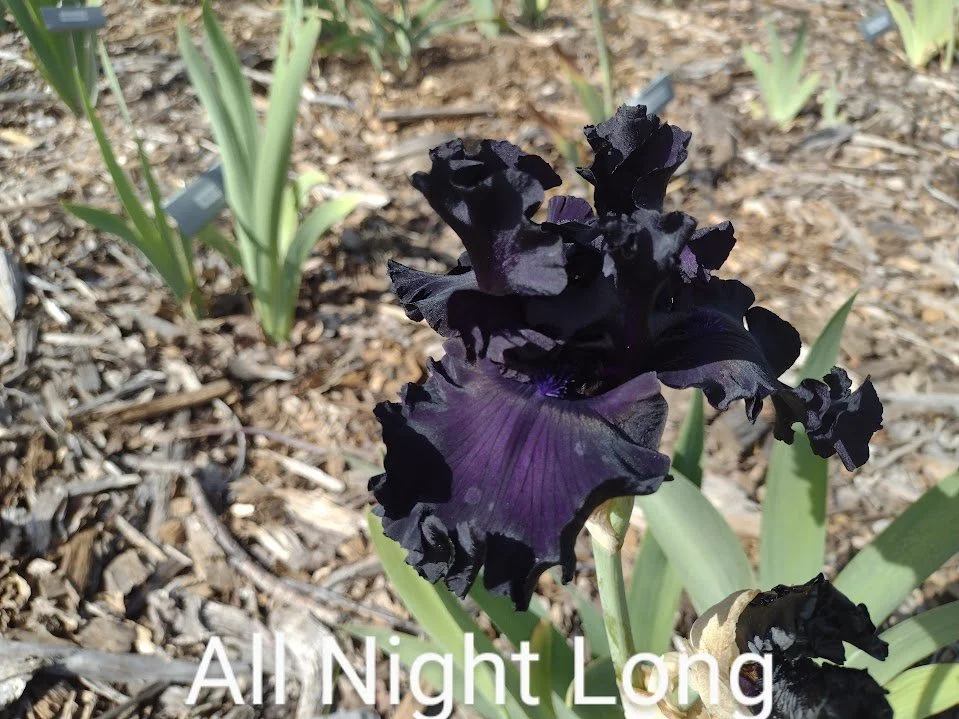 All Night Long