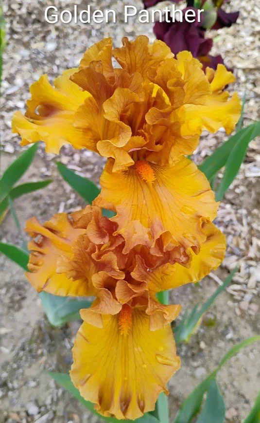 Golden Panther (Rebloomer) American Dykes Medal 2009