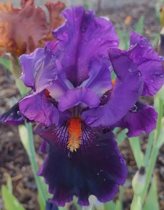 Local+Color.jpg