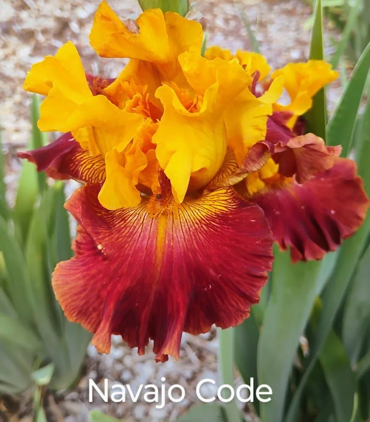 Navajo Code