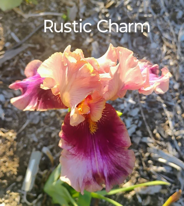 Rustic Charm