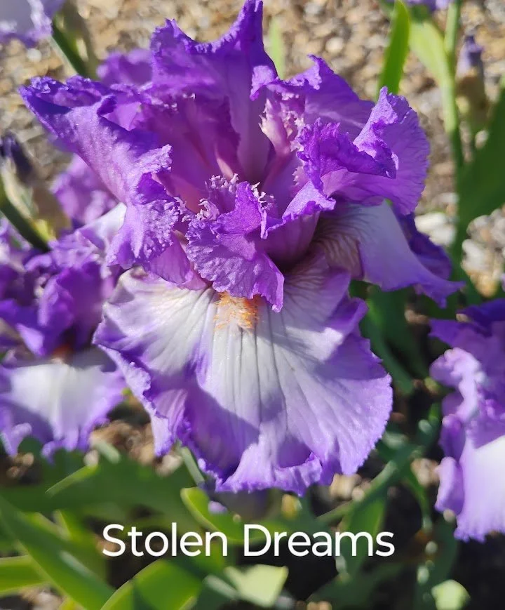 Stolen Dreams