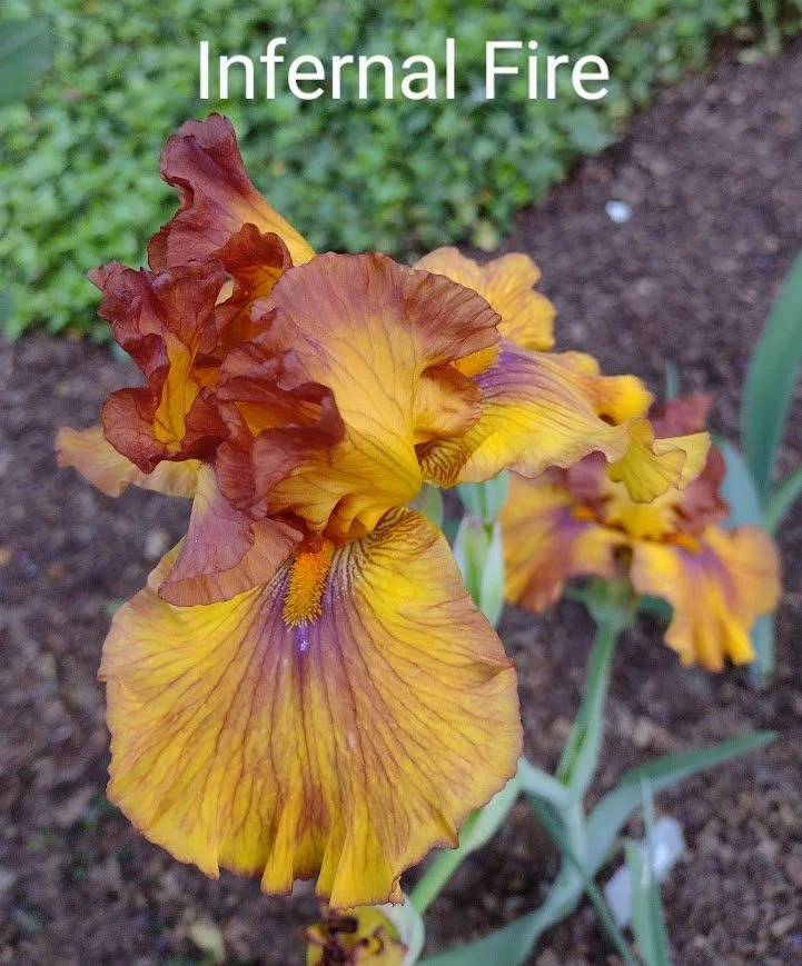 Infernal Fire (Rebloomer)
