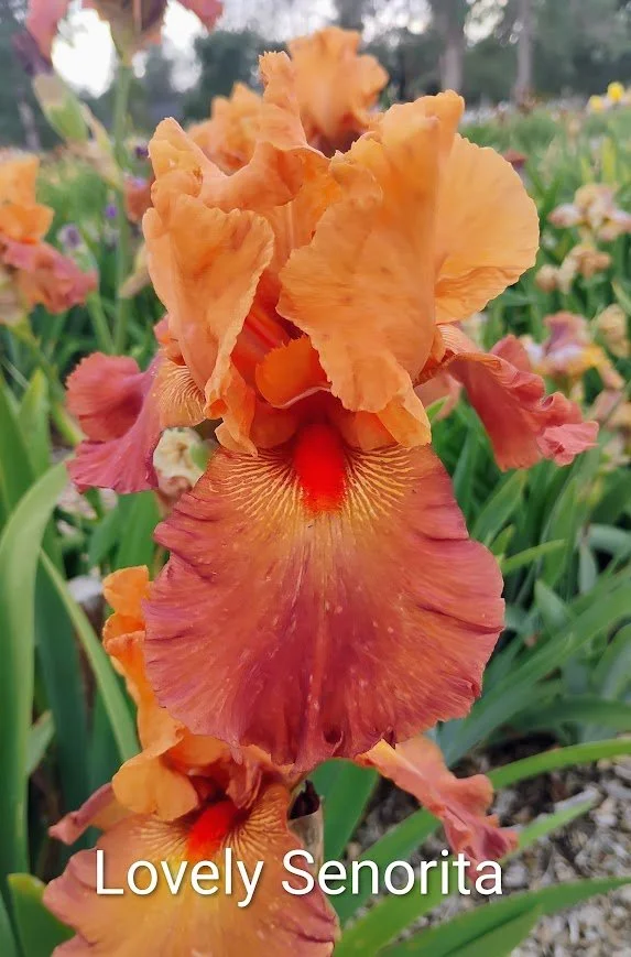 Lovely Senorita (Rebloomer)