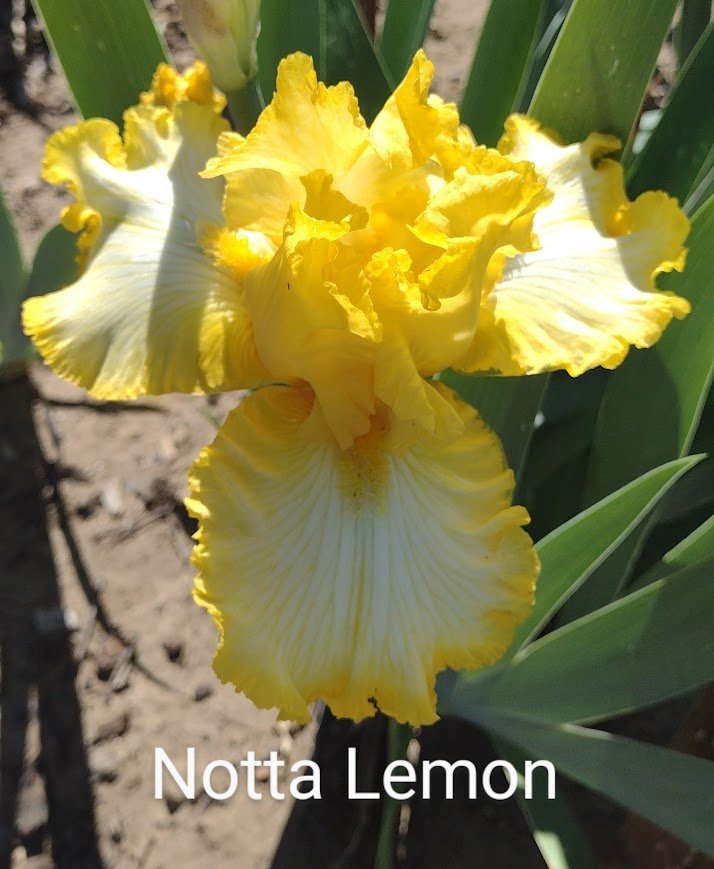 Notta Lemon