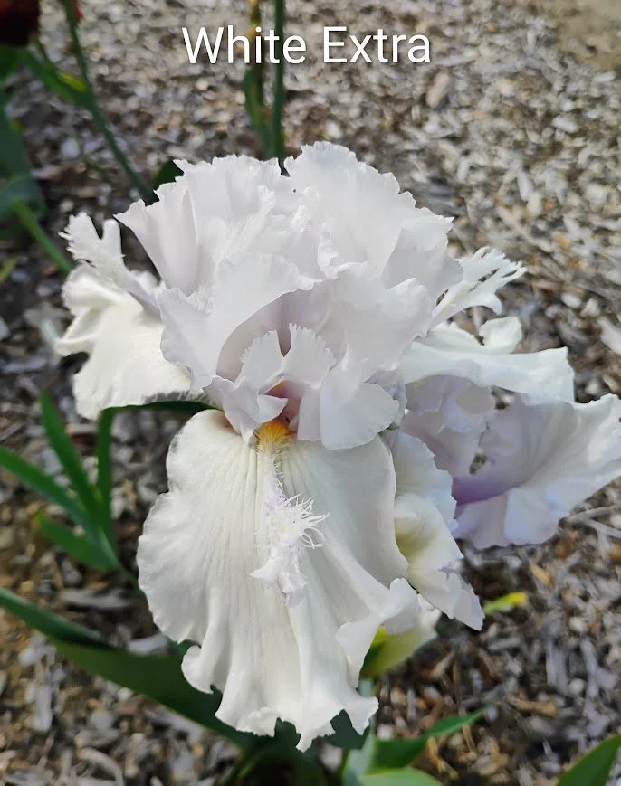 White Extra (Flounces & Horns)