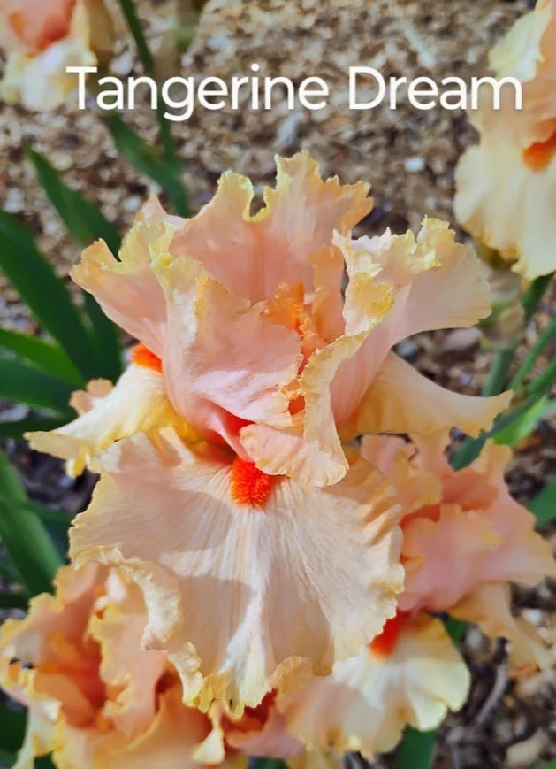 Tangerine Dream