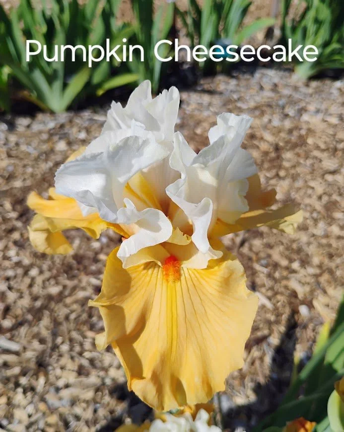 Pumpkin Cheesecake (Rebloomer)
