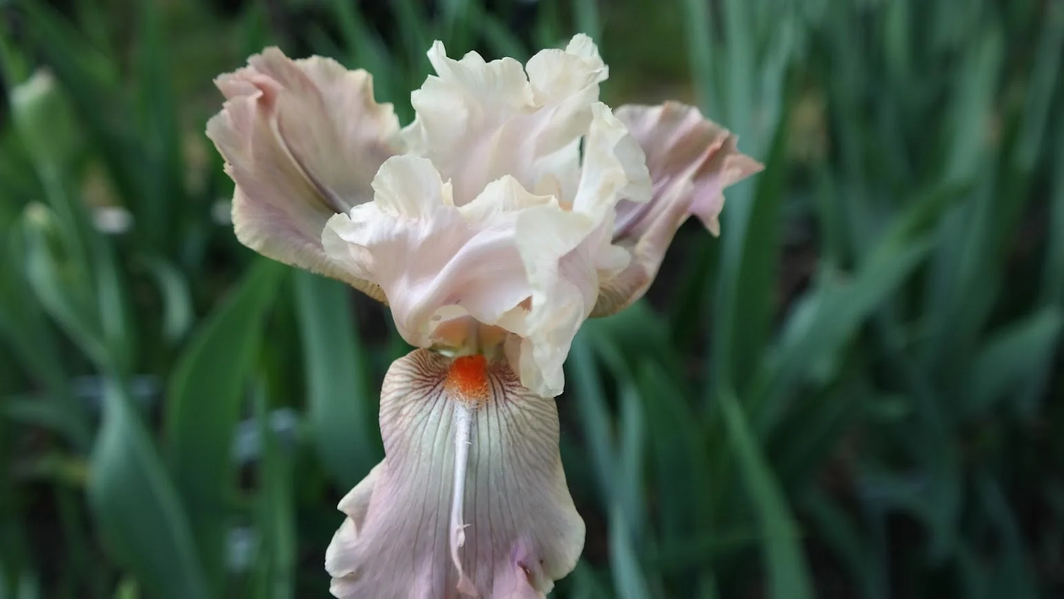 Amelia's Orchid