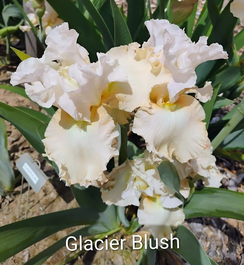 Glacier Blush