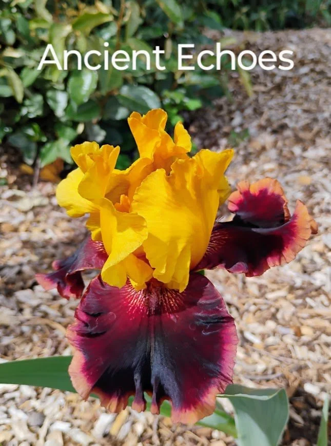 Ancient Echoes