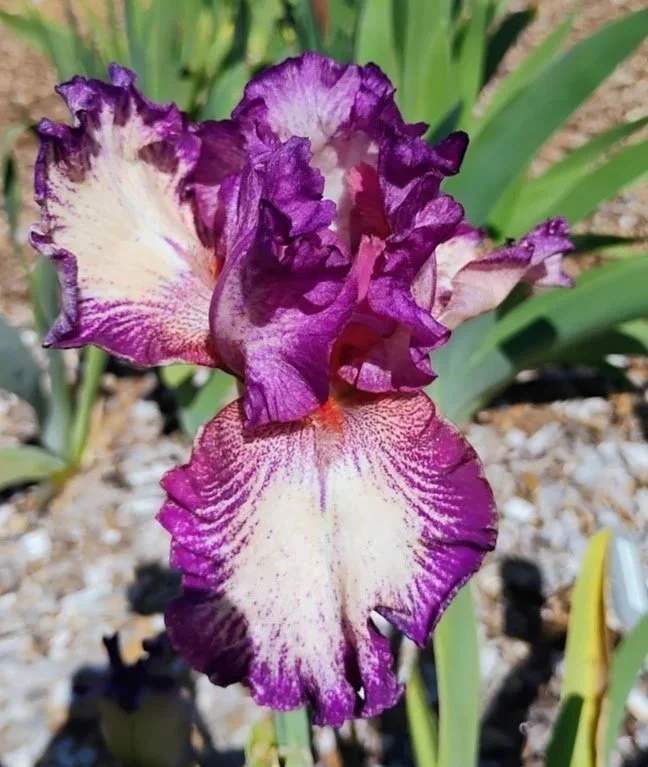 Silk+Brocade.jpg