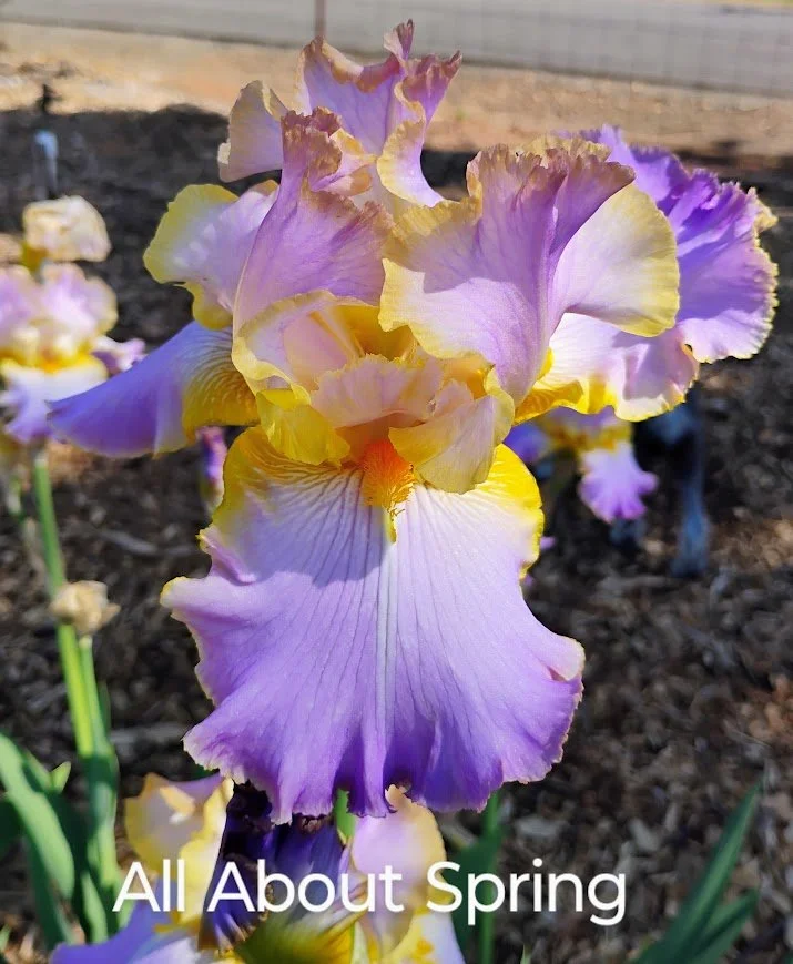 All About Spring