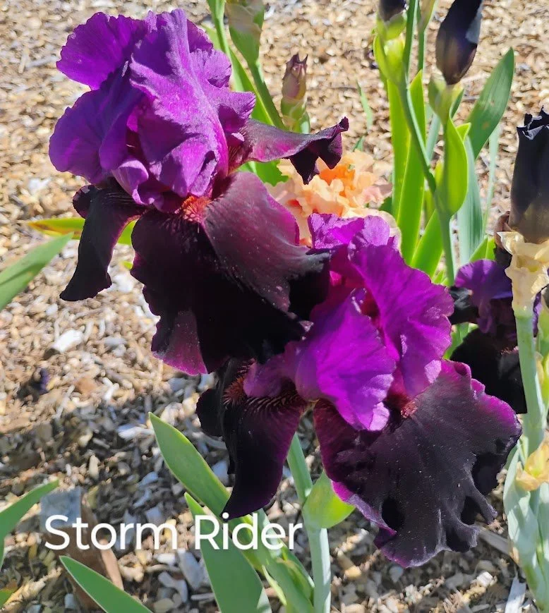 Storm Rider.jpg