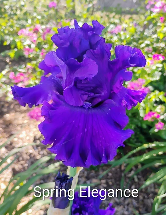 Spring Elegance (Rebloom)