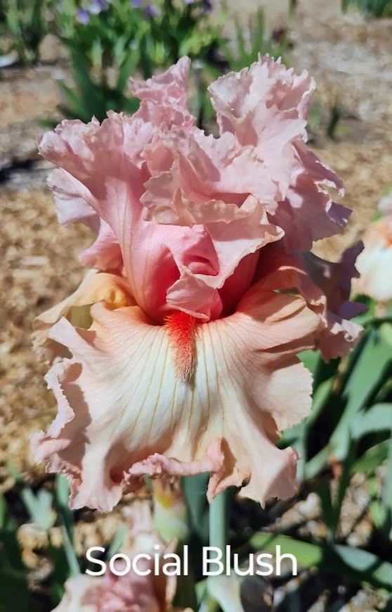 Social Blush (Rebloom)