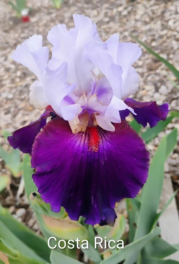 Costa Rica (Rebloomer)