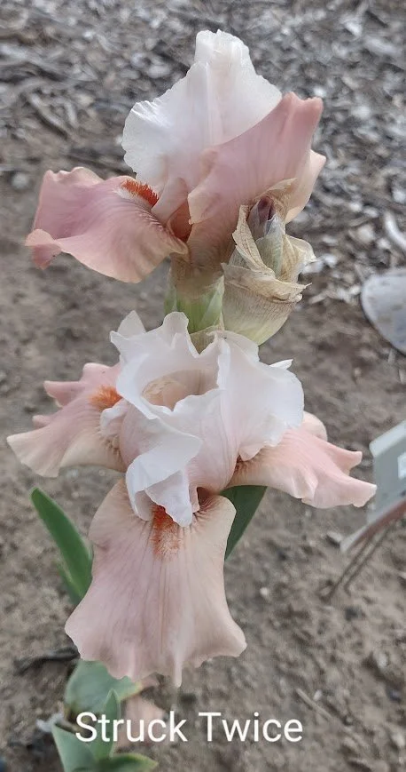 Struck Twice (Rebloom)