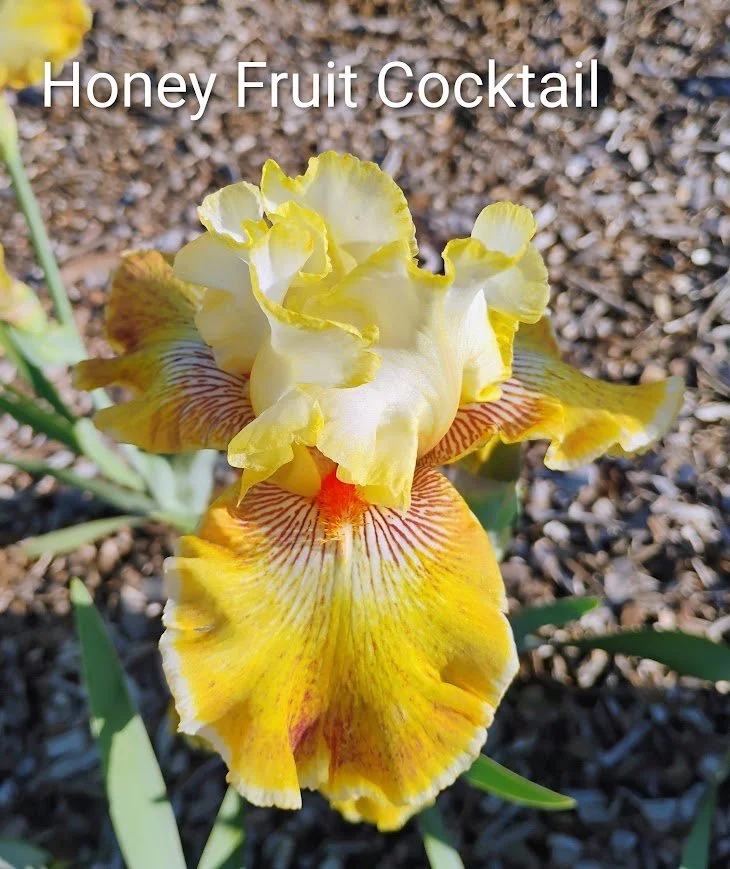 Honey Fruit Cocktail