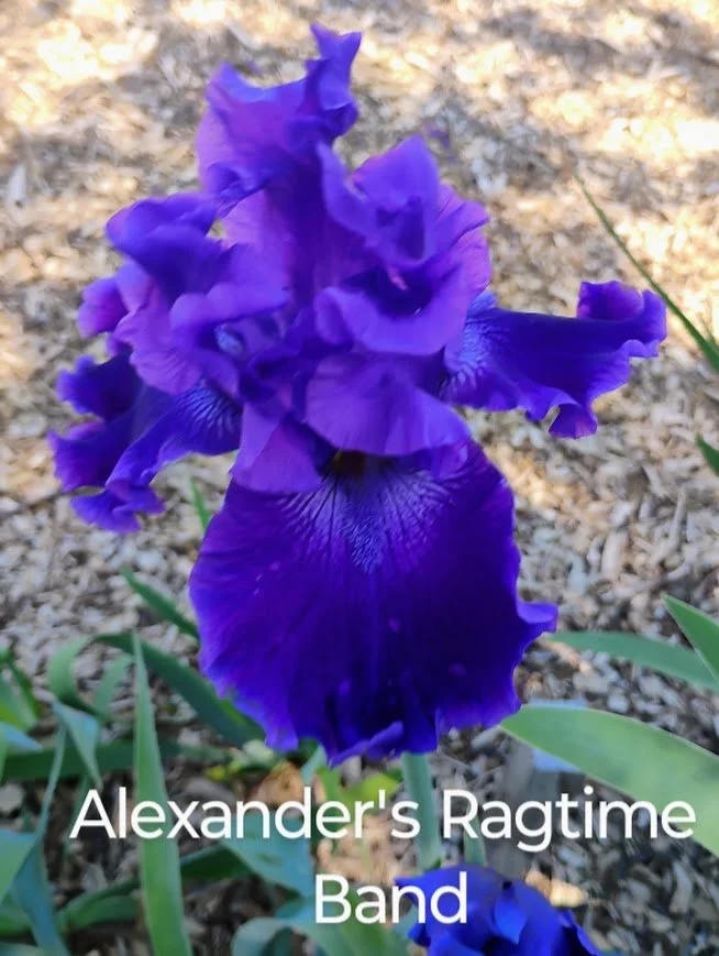 Alexander's Ragtime Band